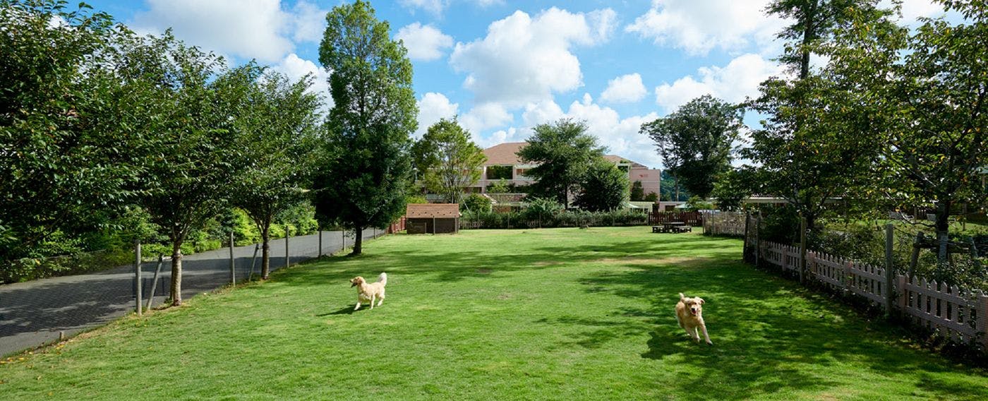 Area bermain anjing untuk semua ras.