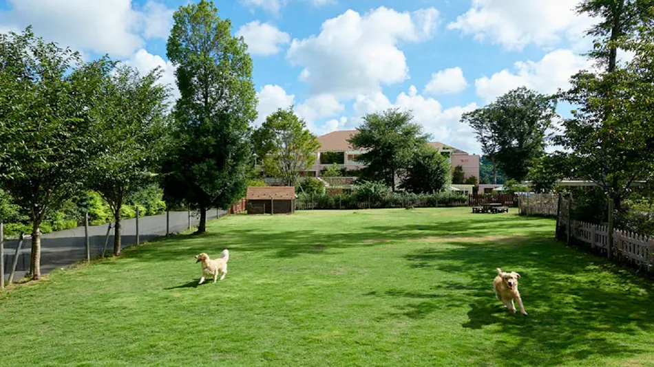 Koyaru no Sato Doggies Island