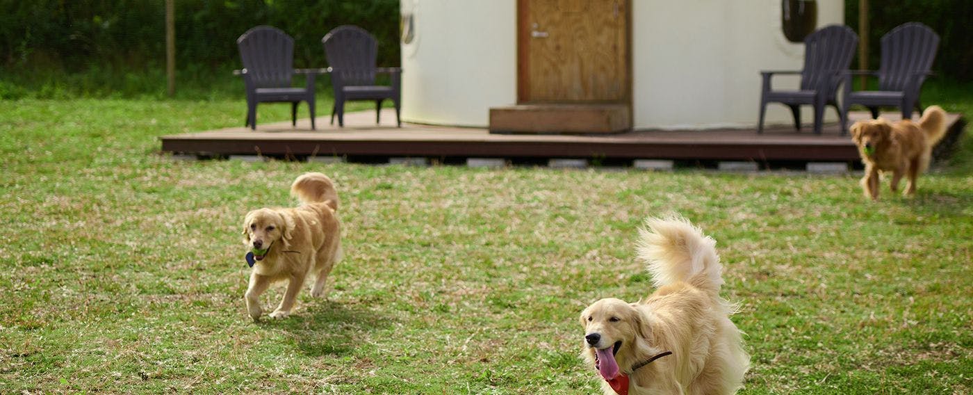 小谷流の里 ドギーズアイランド