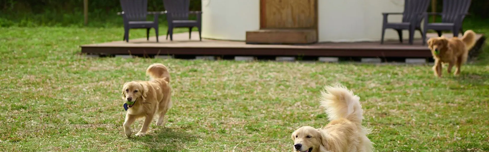 小谷流の里 ドギーズアイランド