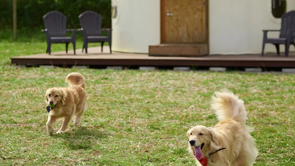 Koyaru no Sato Doggies Island