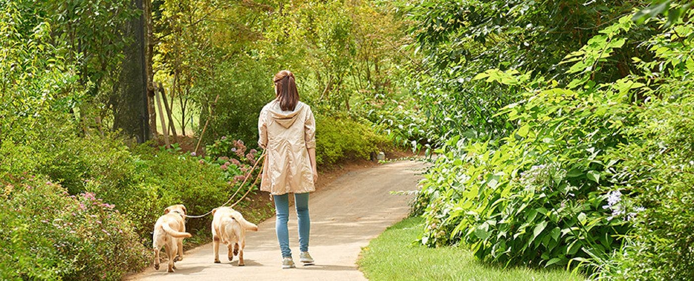 Jalur bunga empat musim