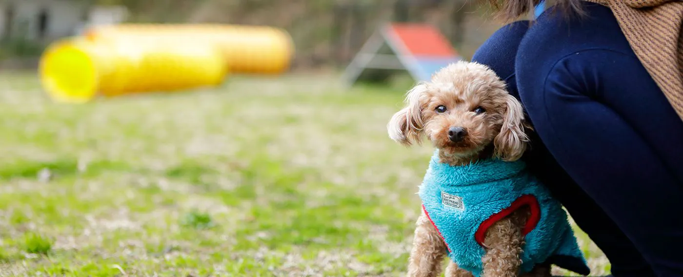 【 愛犬と向き合う時間を 】 たった 8 室の宿は、隣に誰もいないような 「 無鄰」の空間