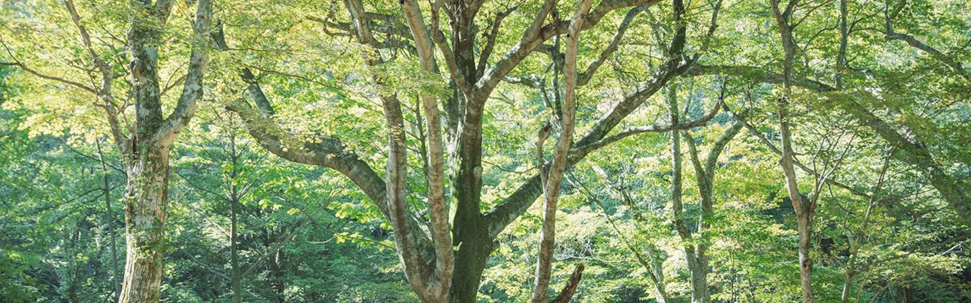 KANAYA RESORT HAKONE