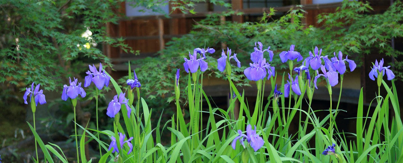 南禅寺参道　菊水