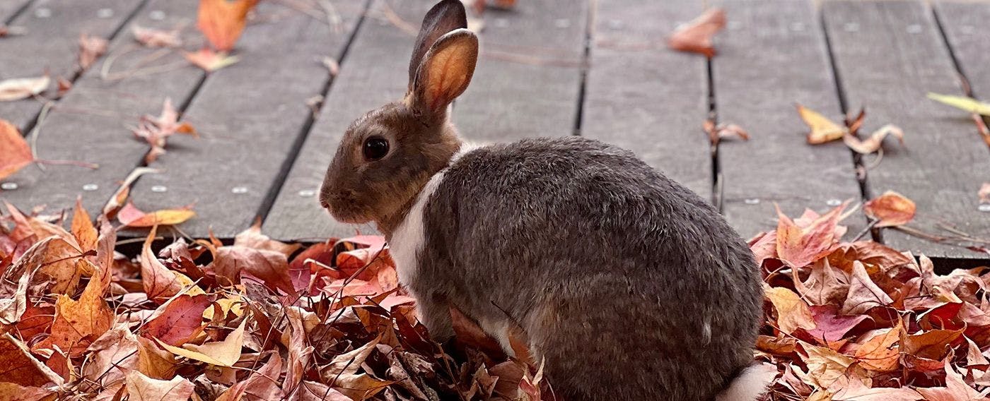 大久野島のうさぎ