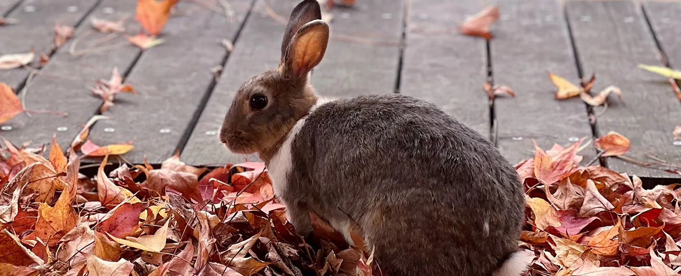 大久野島のうさぎ