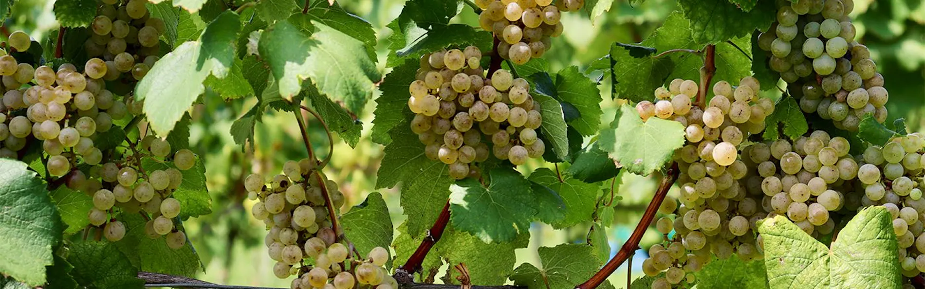 WineryStay トラヴィーニュ byカーブドッチ
