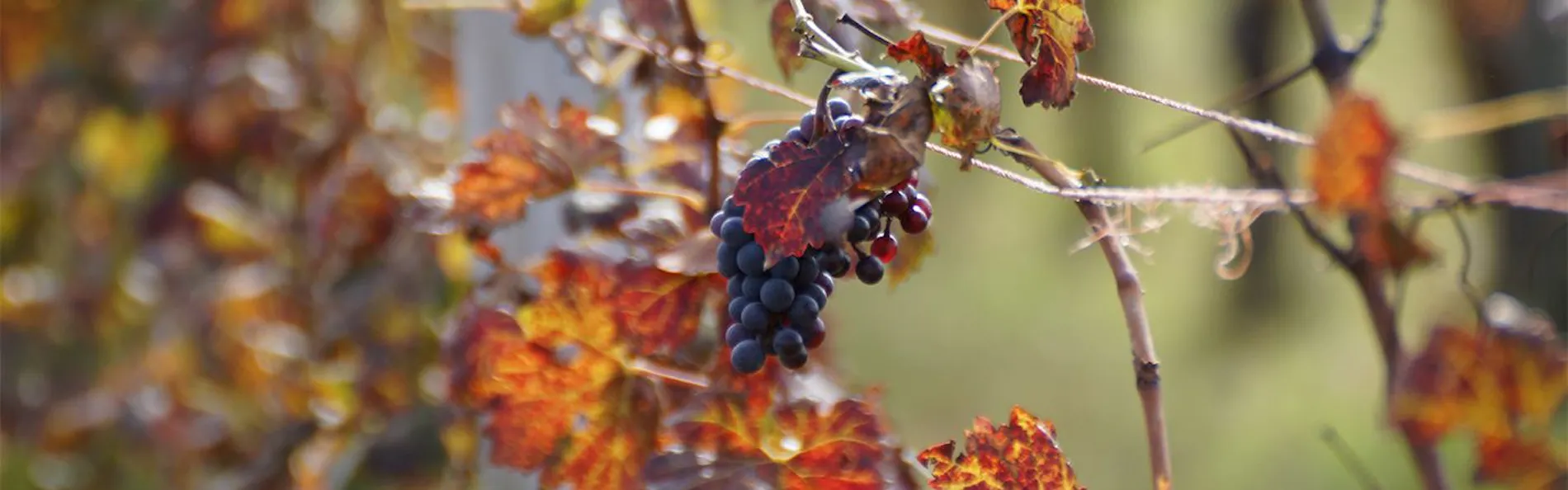 WineryStay トラヴィーニュ byカーブドッチ