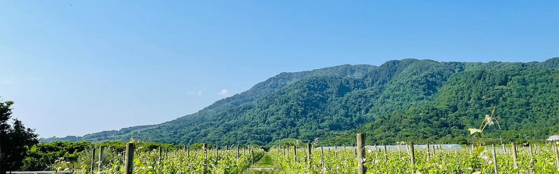 WineryStay トラヴィーニュ byカーブドッチ