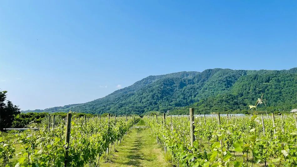 Winerystay TRAVIGNE