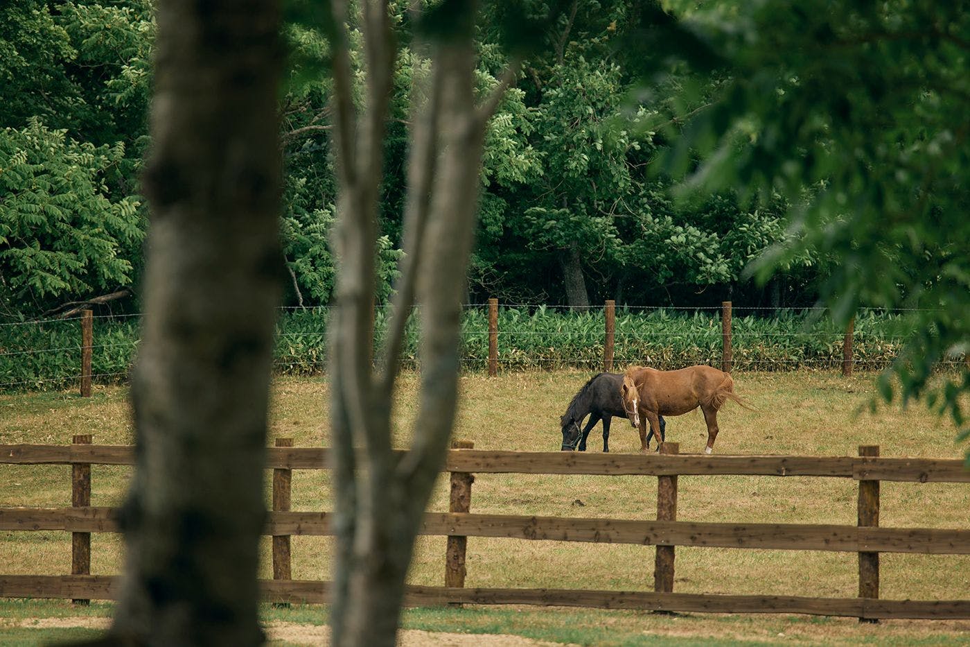 馬と過ごす特別な滞在