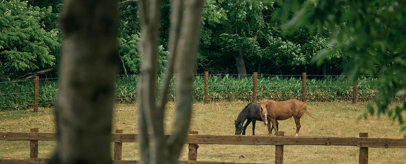 馬と過ごす特別な滞在