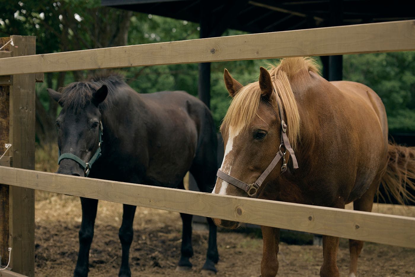 馬と過ごす特別な滞在