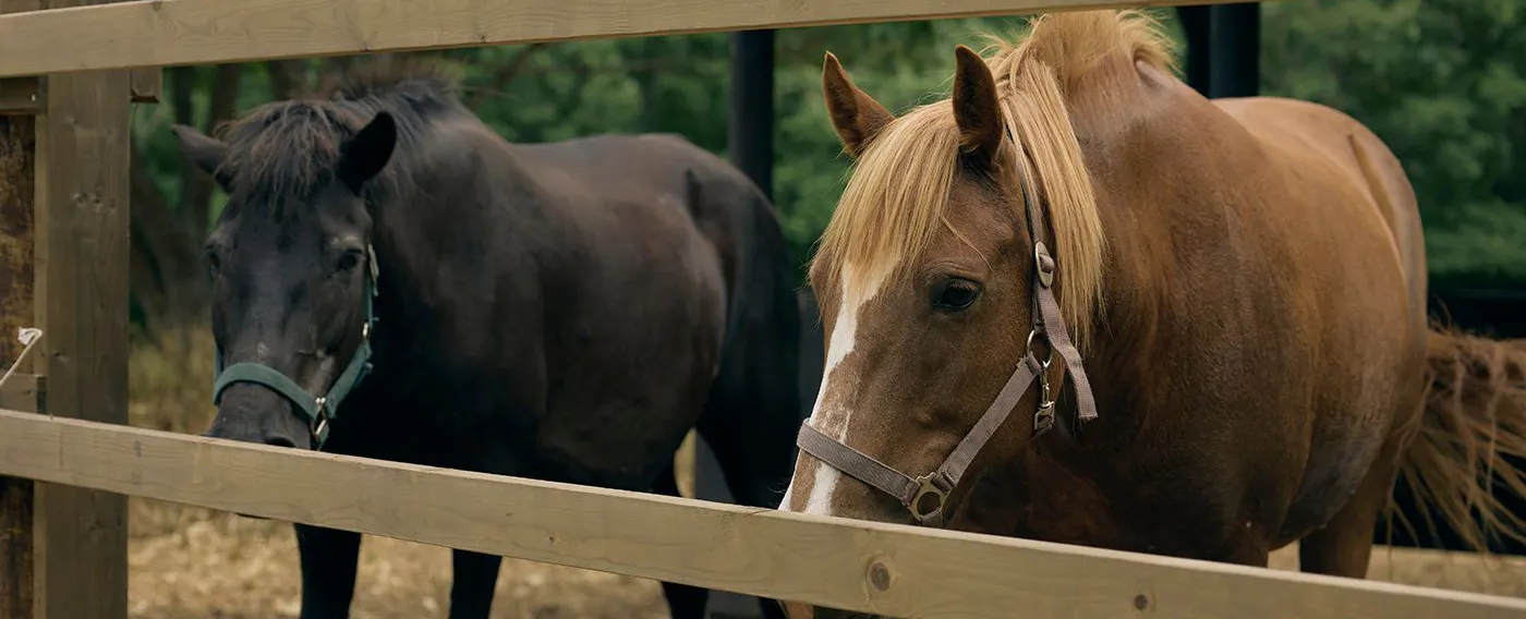 馬と過ごす特別な滞在