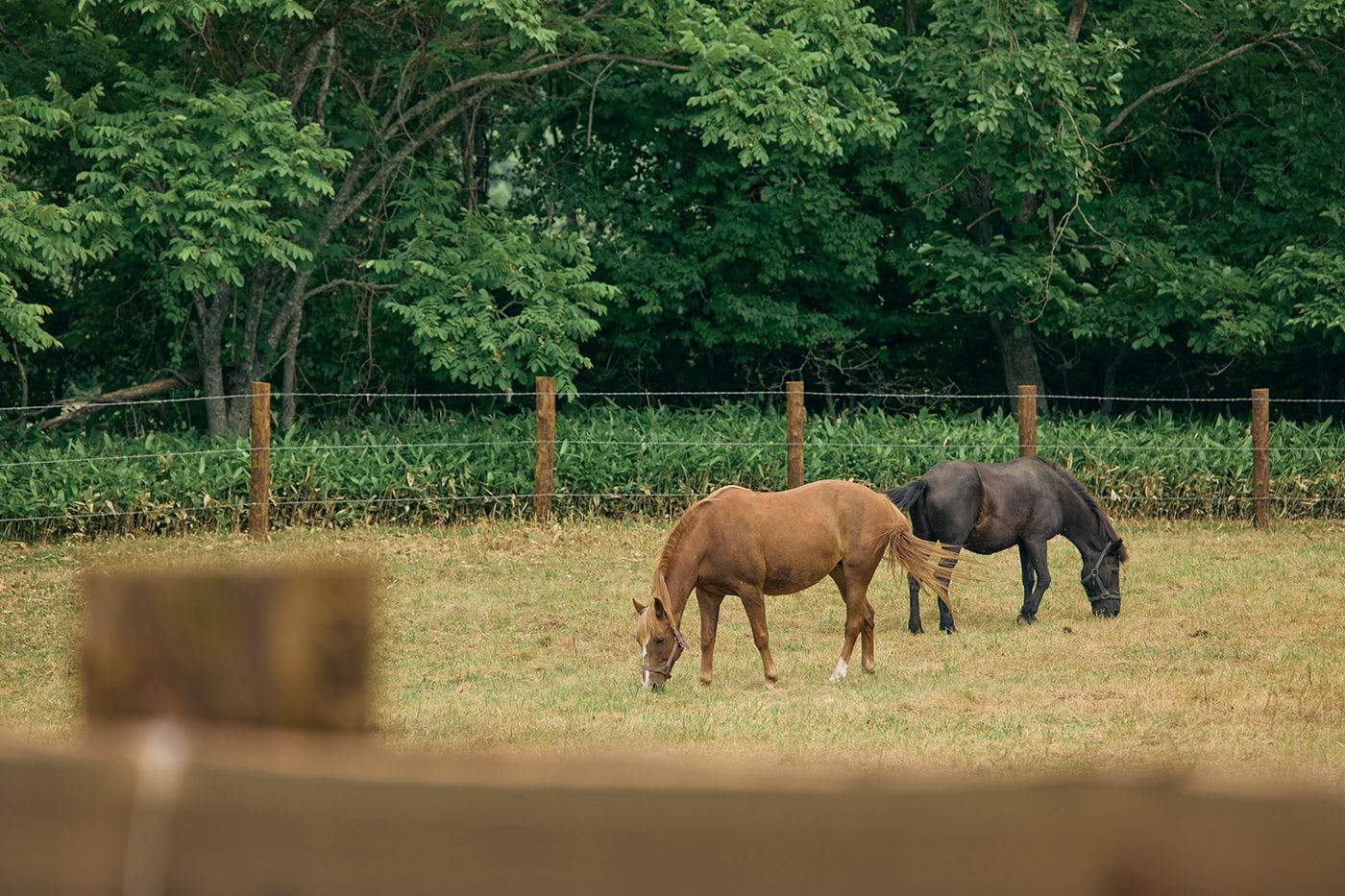 馬と過ごす特別な滞在