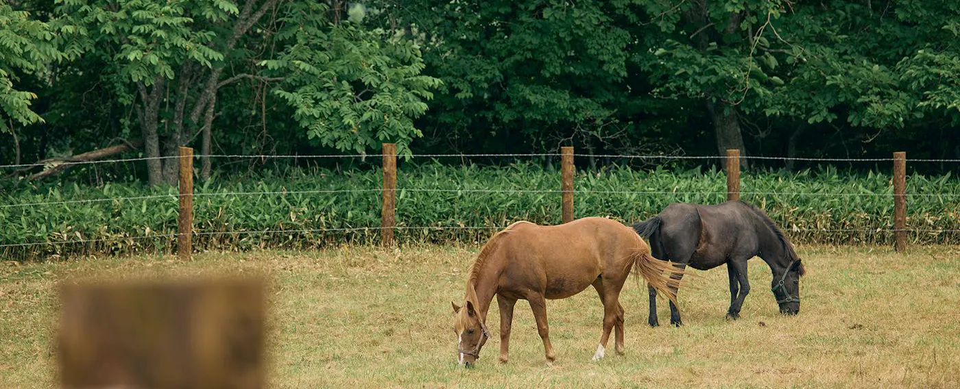 馬と過ごす特別な滞在