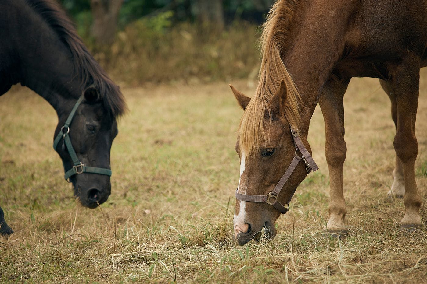 馬と過ごす特別な滞在