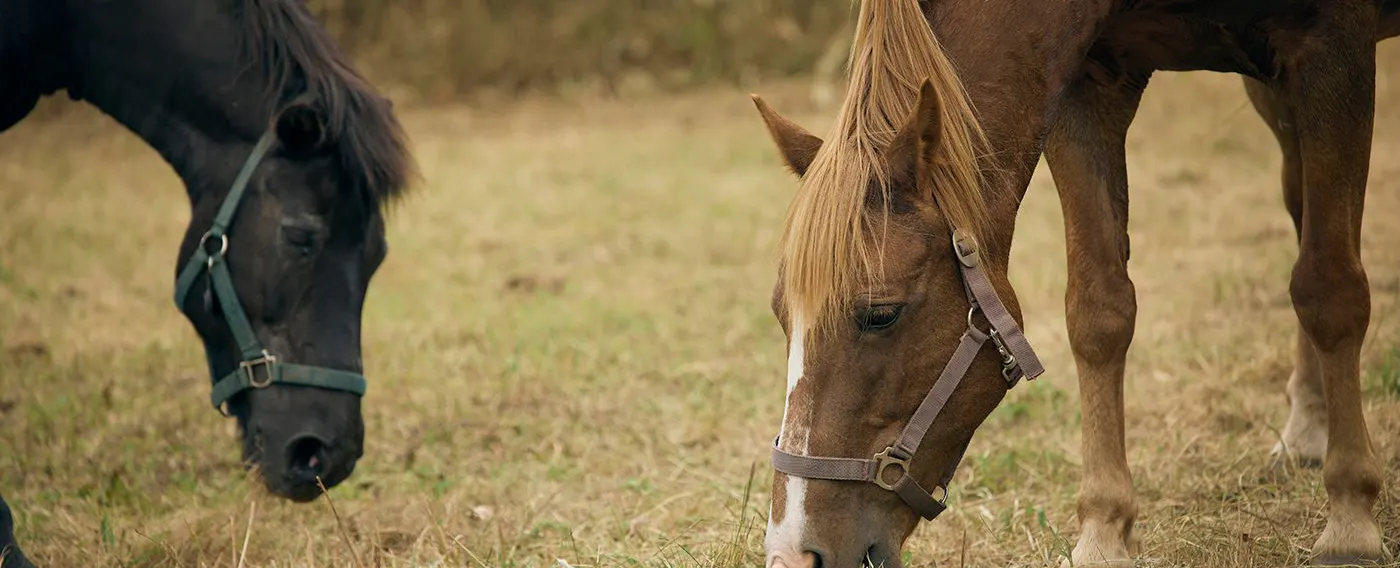 馬と過ごす特別な滞在
