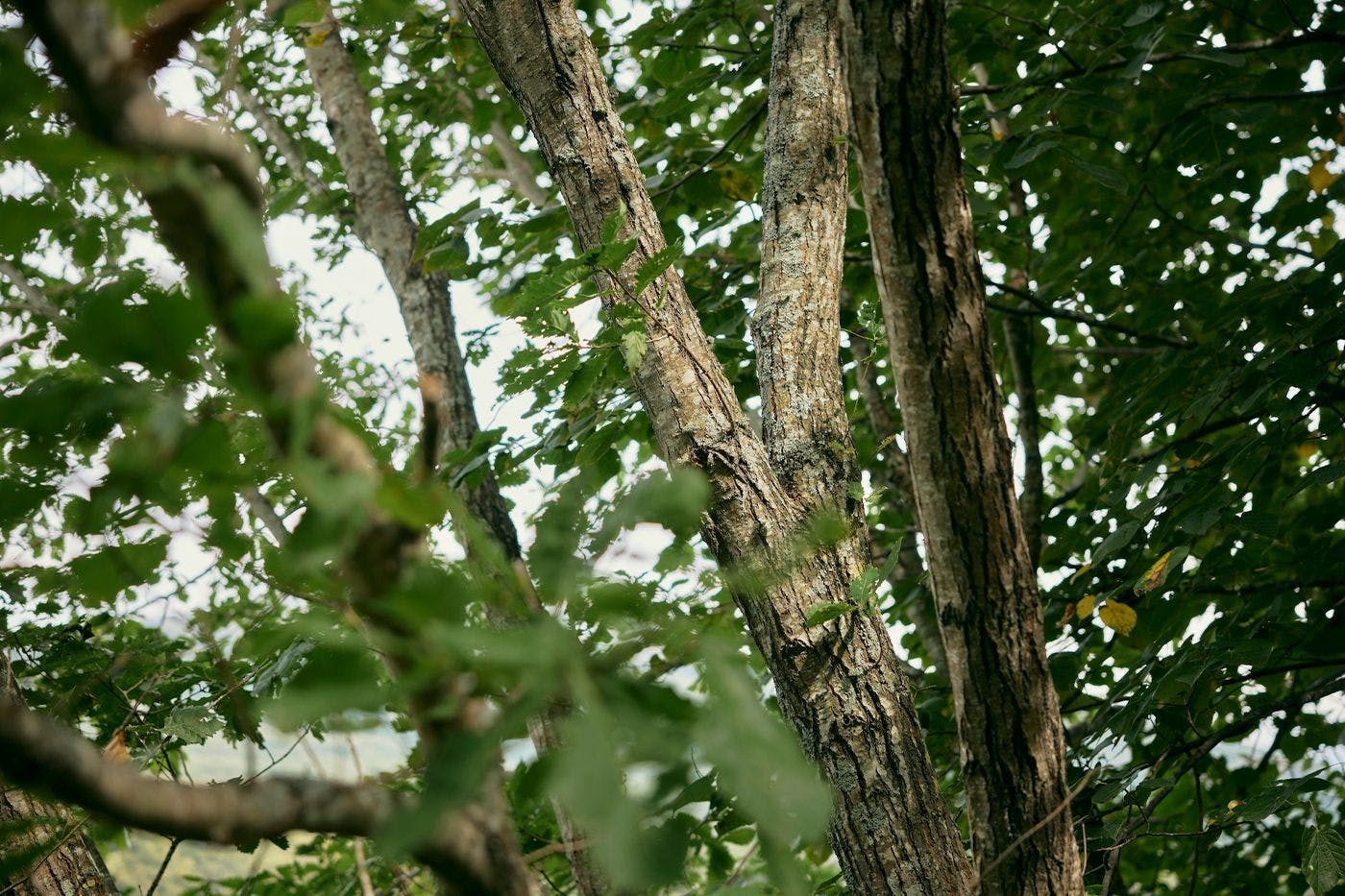 TAPKOP