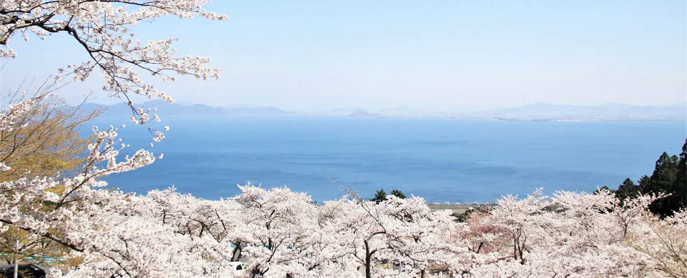 Biwako Valley Sakura