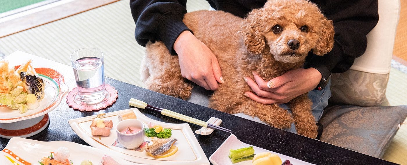 與狗狗一起用餐