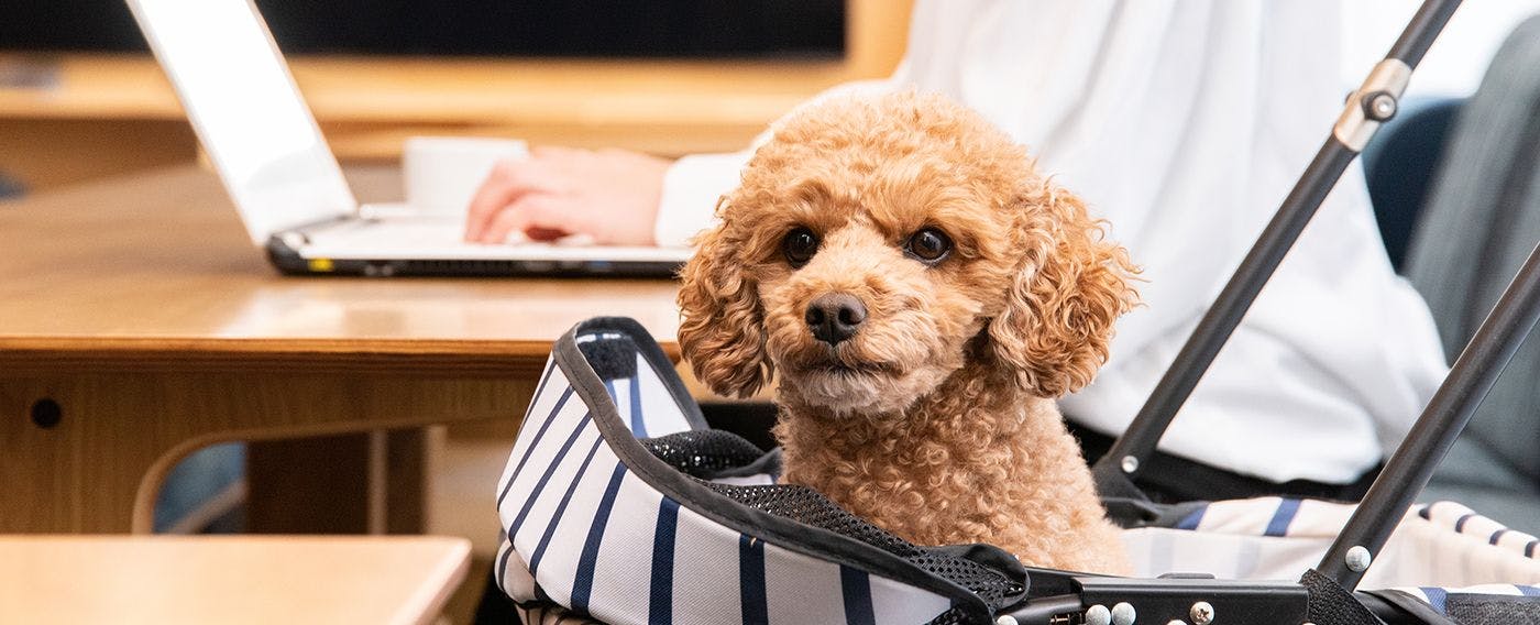 可攜帶寵物入住的純日式旅館