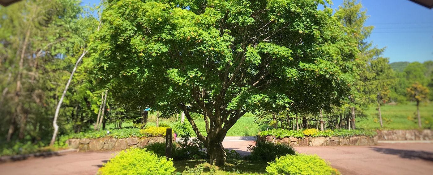 Pohon simbol musim panas