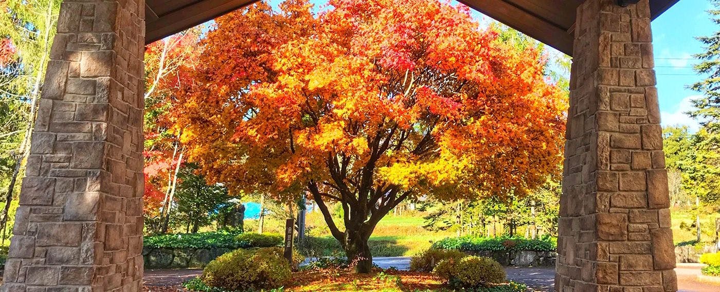 Pohon simbol musim gugur