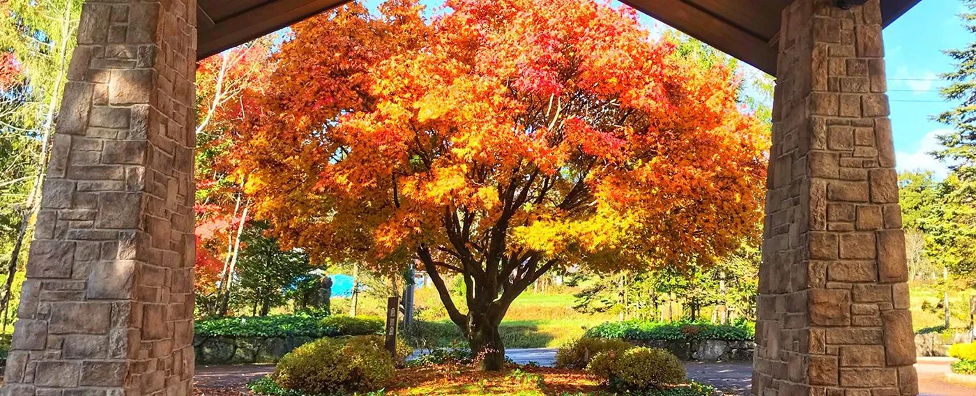 Pohon simbol musim gugur