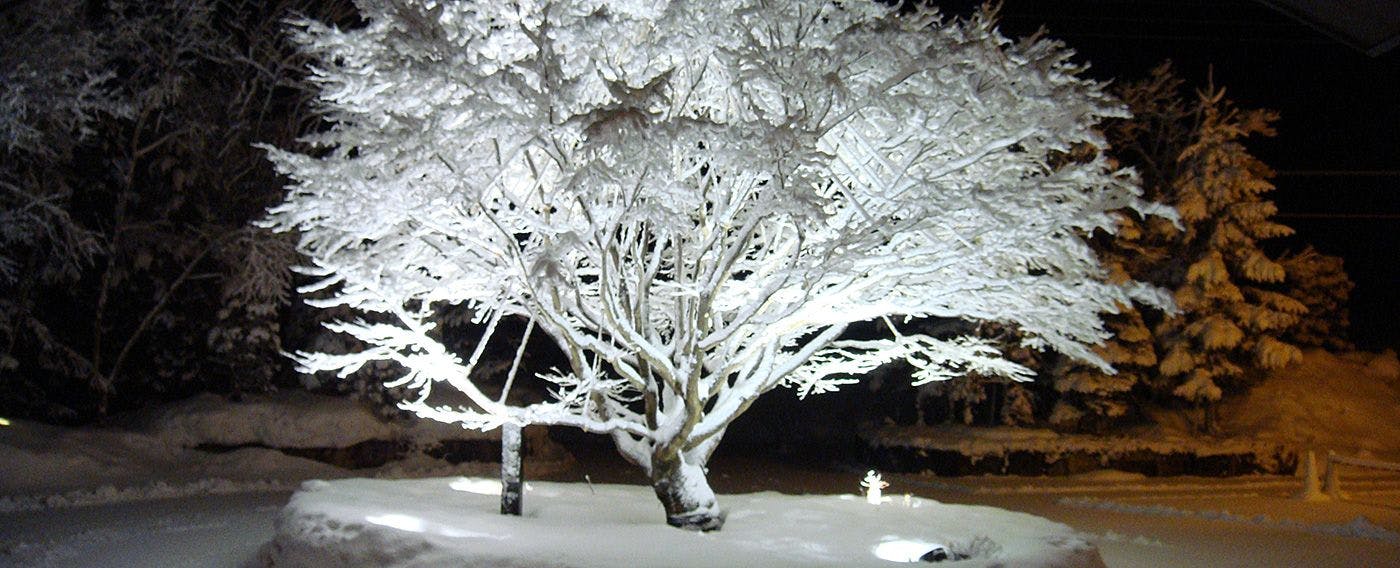 Pohon simbol musim dingin