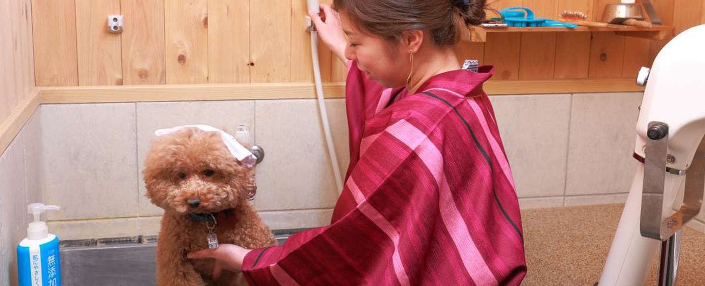 บ่อน้ำพุร้อนสำหรับสุนัข