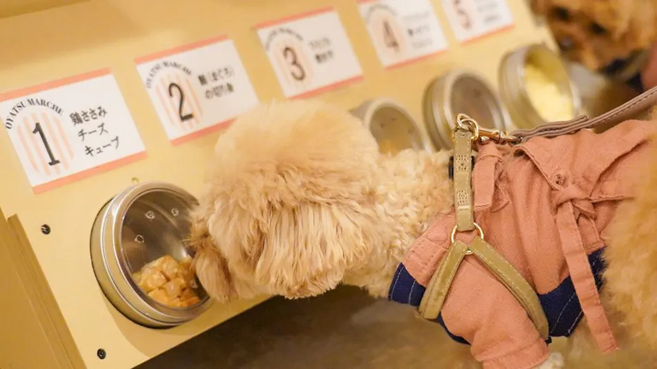 Yururi Nishi-Izu: A Hot Spring Inn Where You Can Stay with Your Beloved Dog