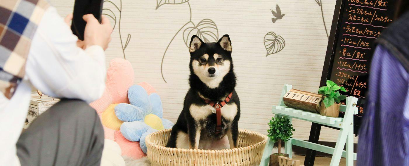 Yururi Nishi-Izu: A Hot Spring Inn Where You Can Stay with Your Beloved Dog