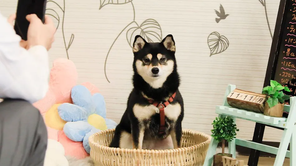 Yururi Nishi-Izu: A Hot Spring Inn Where You Can Stay with Your Beloved Dog