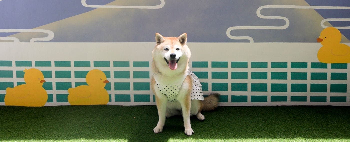 Yururi Nishi-Izu: A Hot Spring Inn Where You Can Stay with Your Beloved Dog