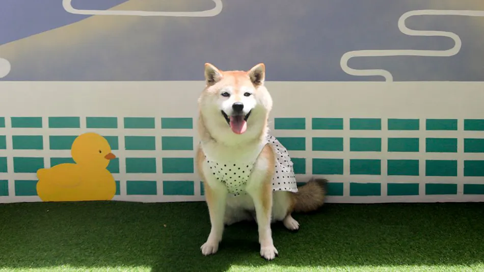 Yururi Nishi-Izu: A Hot Spring Inn Where You Can Stay with Your Beloved Dog