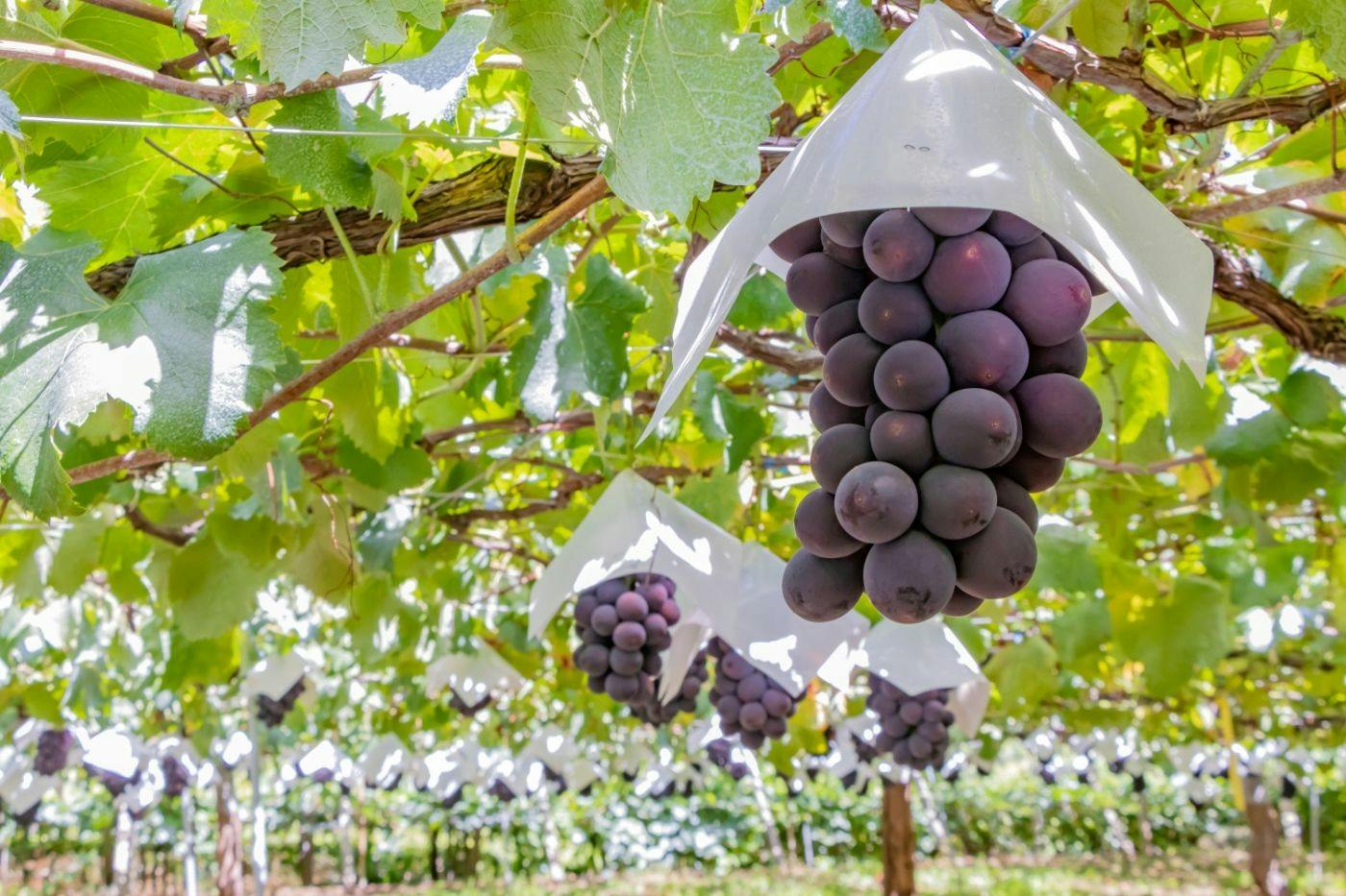Katsunuma Budōkyō