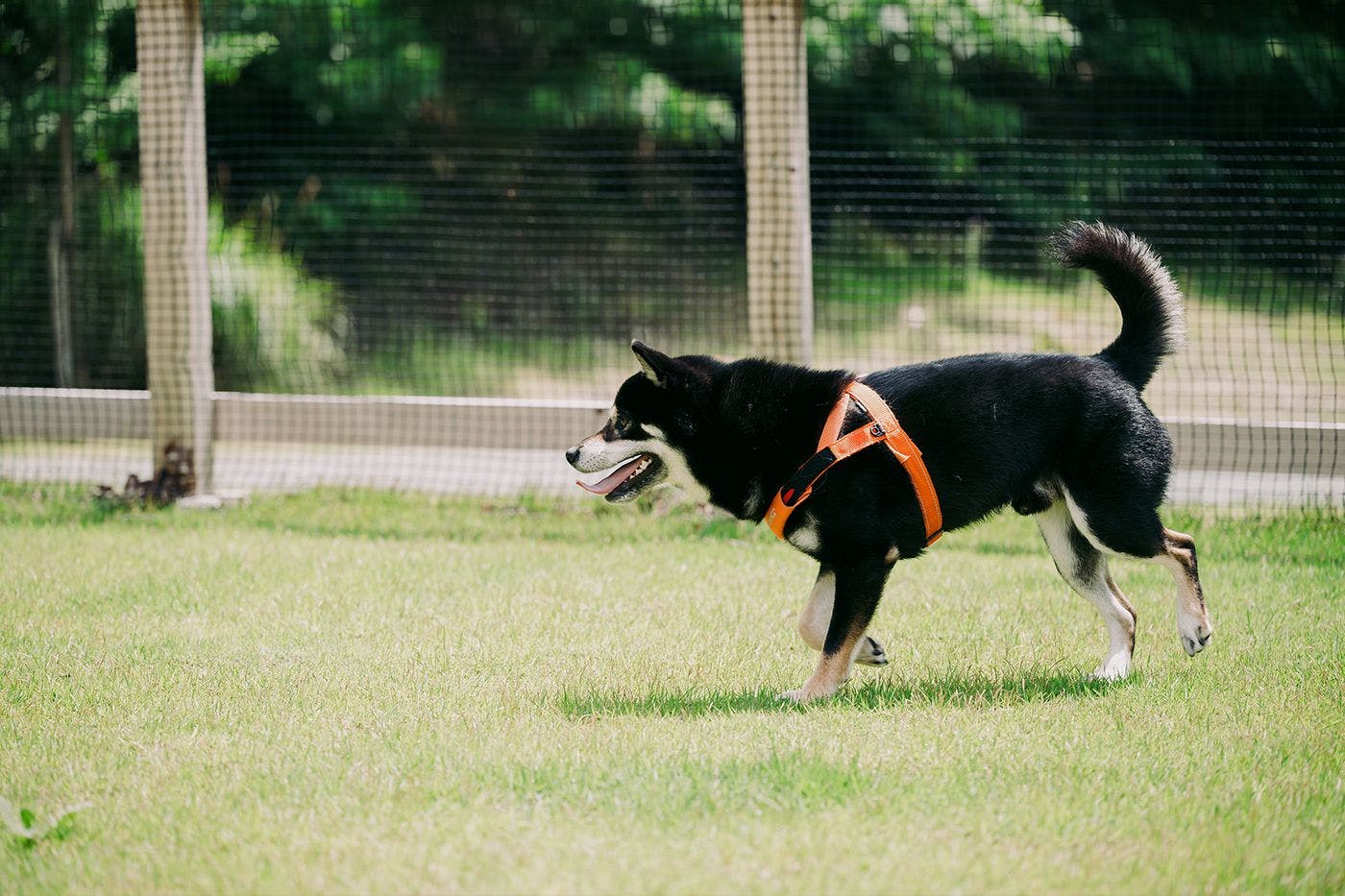 ภาพลักษณ์สัตว์เลี้ยง