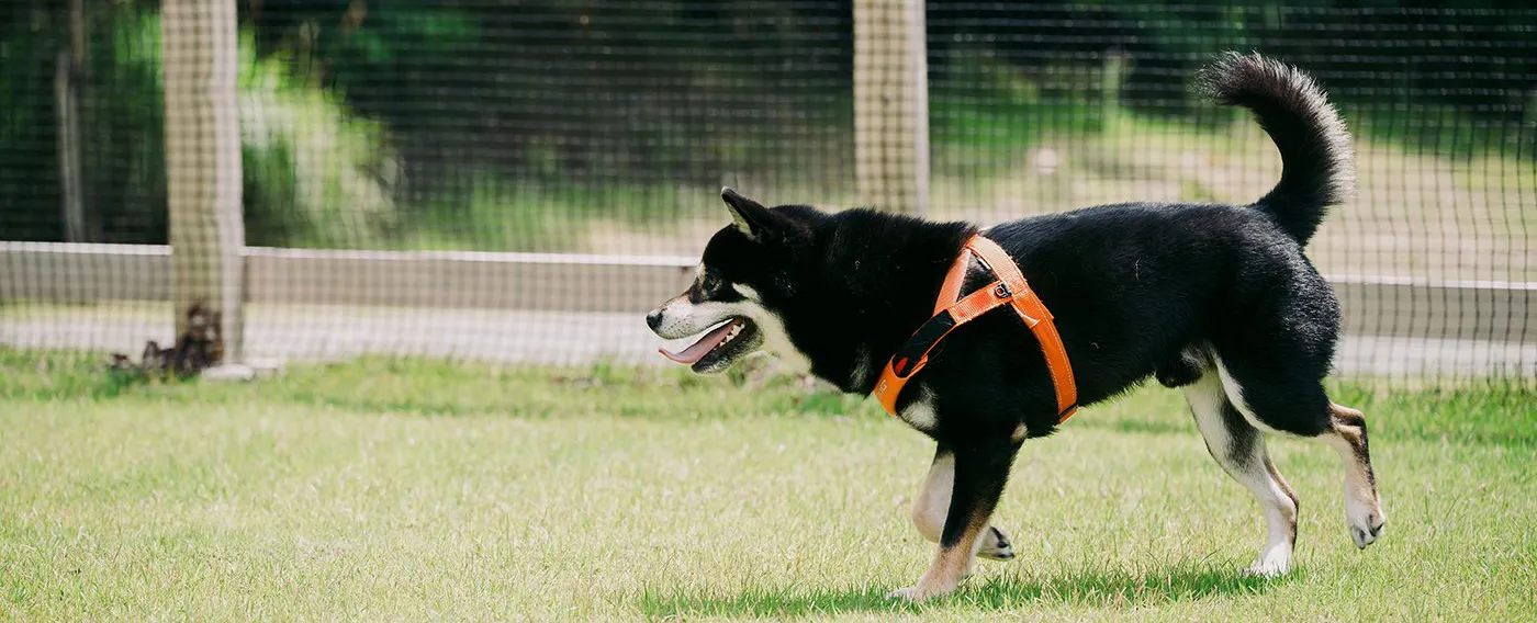 ภาพลักษณ์สัตว์เลี้ยง