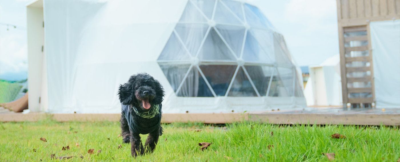 ห้องพักสำหรับน้องหมา