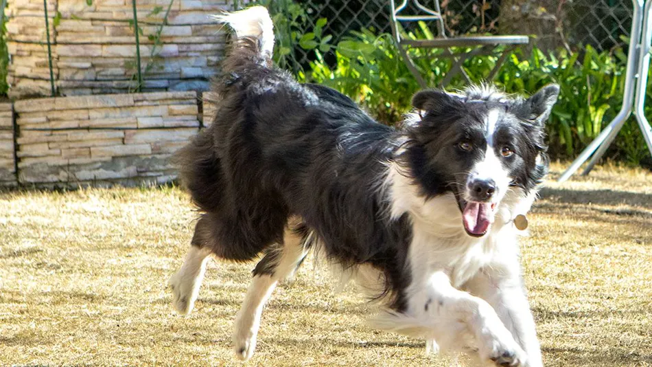 Izu Kogen Pet-Friendly Inn with Open-Air Baths in Every Room - Bettei Ishi no Ie