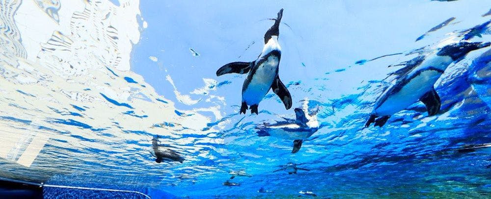 サンシャイン水族館
