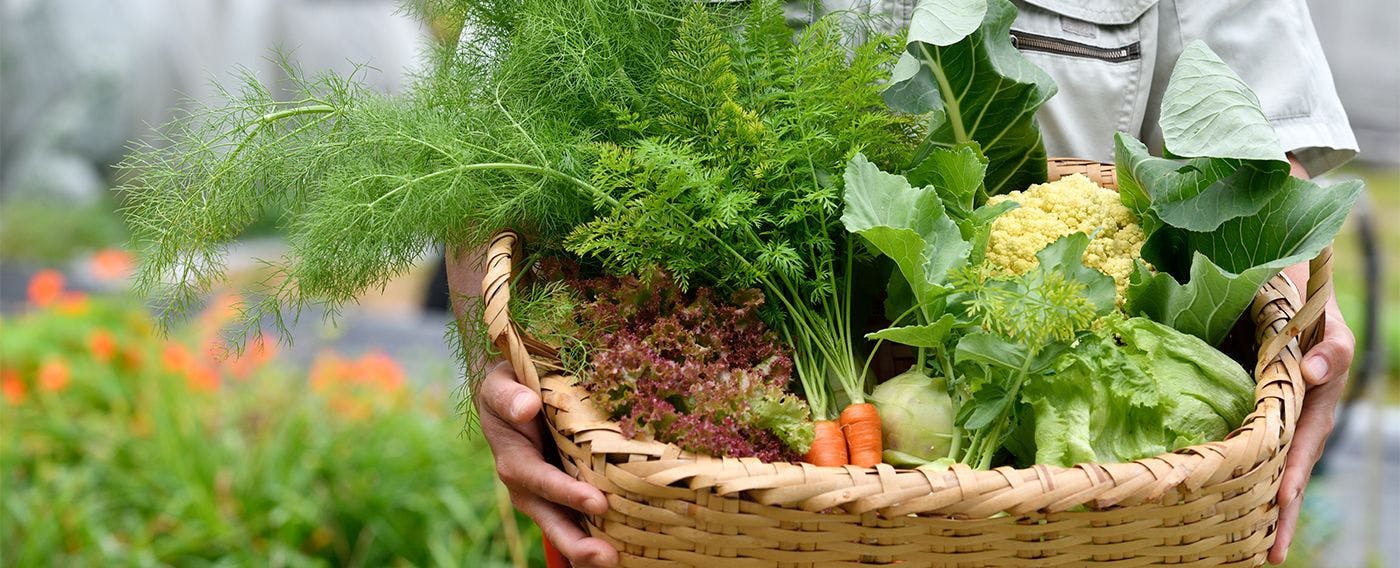 ภาพการเก็บเกี่ยว