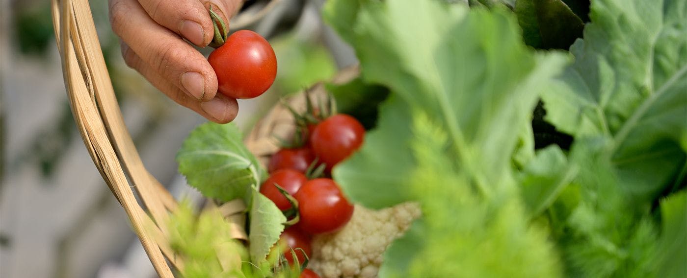 ภาพตัวอย่างผลผลิตจากสวนผักปลูกเอง