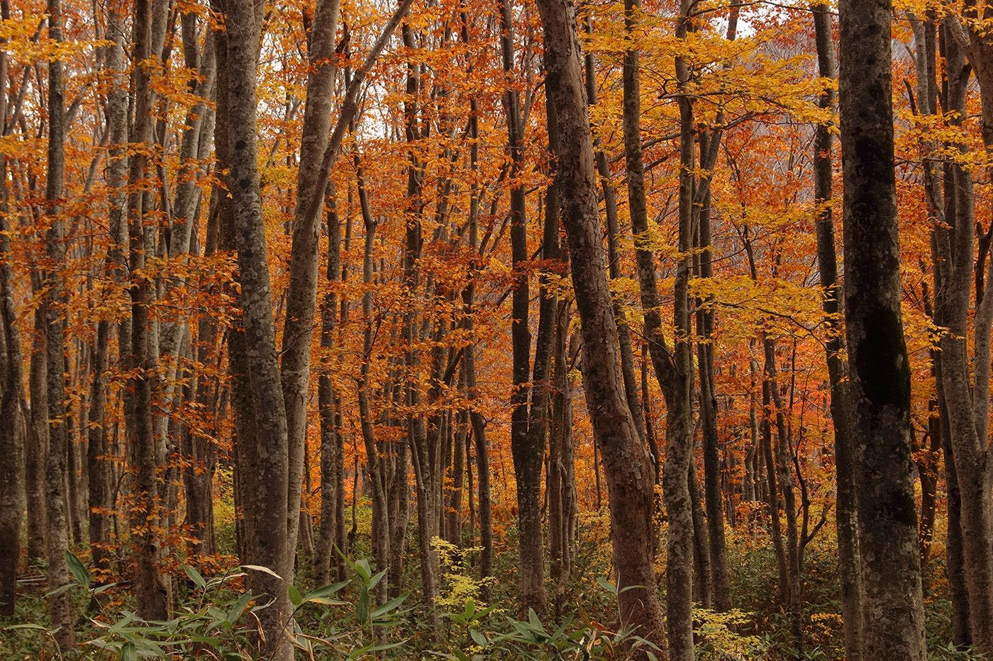 四季折々の景観