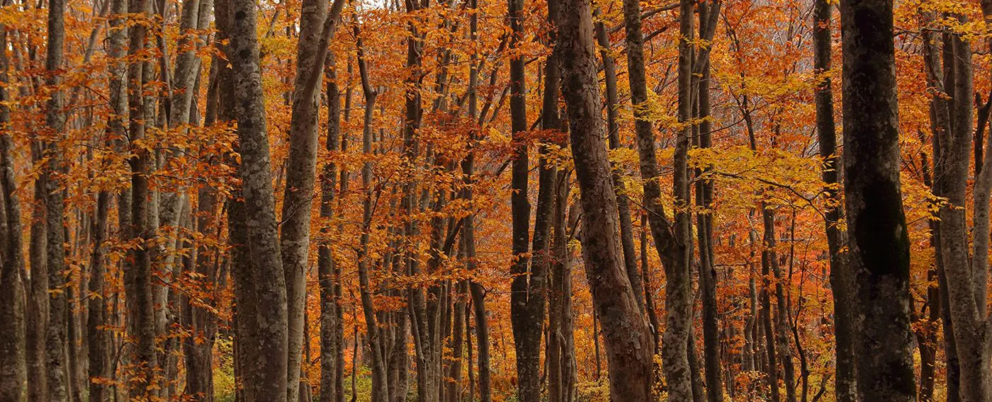四季折々の景観