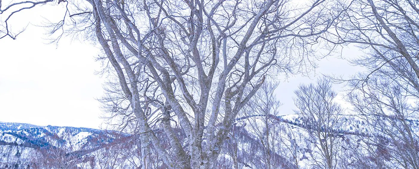 四季折々の景観