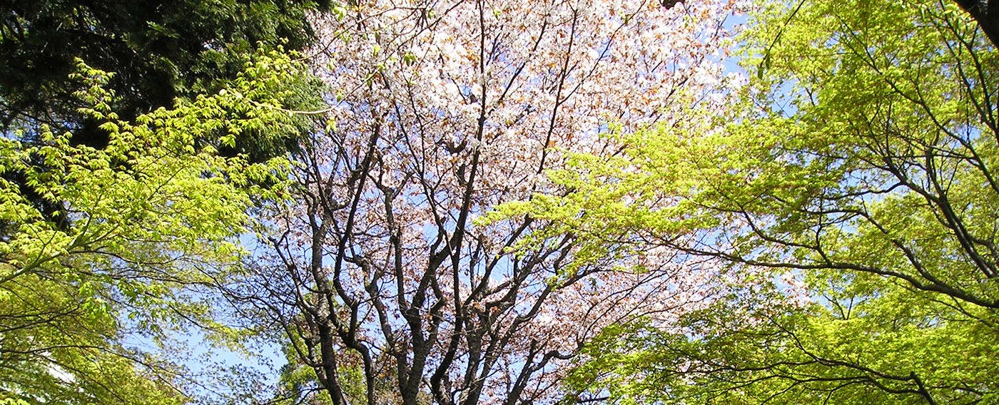 強羅温泉　自家源泉掛け流しの宿　強羅環翠楼