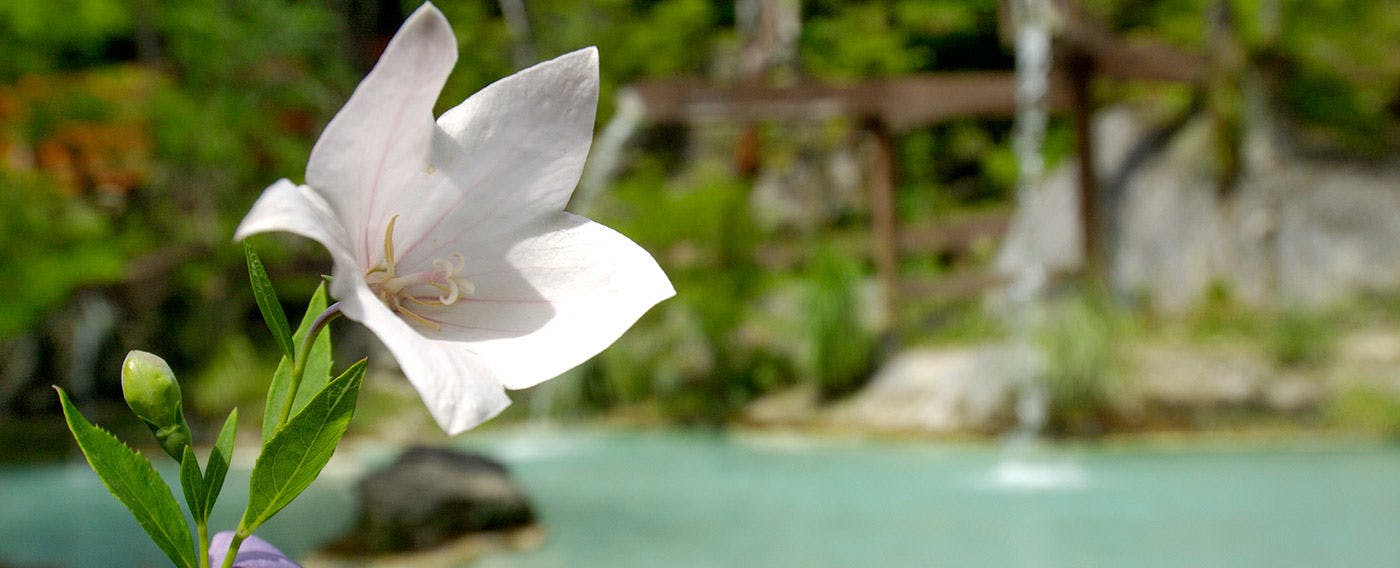 白骨の名湯　泡の湯